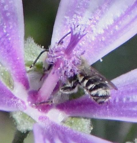 Megachile sp.